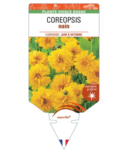 COREOPSIS (lanceolata jaune) nain