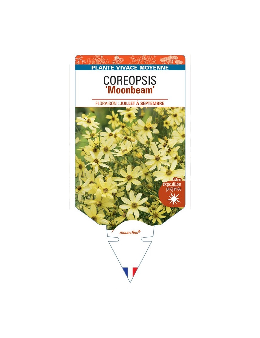 COREOPSIS (verticillata) Moonbeam