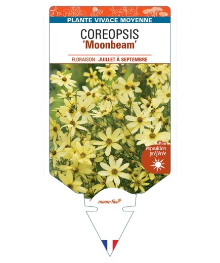 COREOPSIS (verticillata) Moonbeam