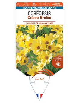 COREOPSIS Crème Brulée