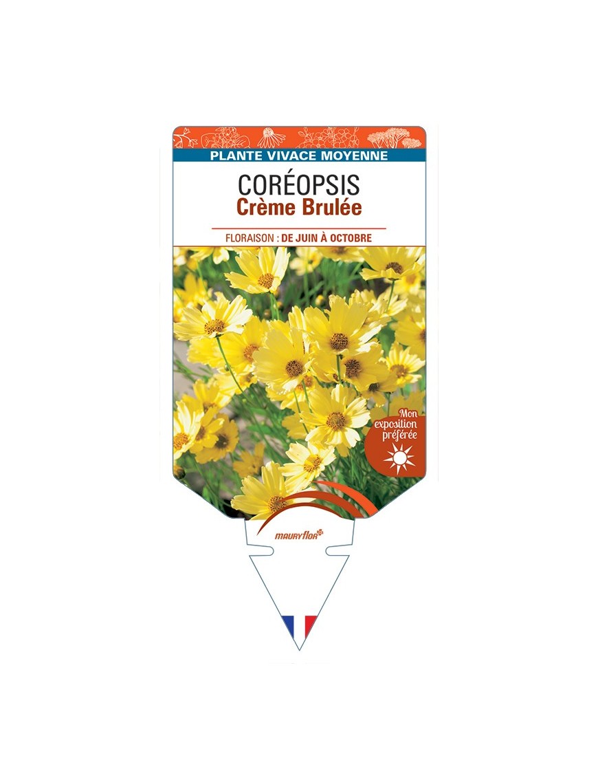 COREOPSIS Crème Brulée