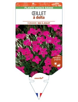 DIANTHUS deltoides voir ŒILLET A DELTA (rose)