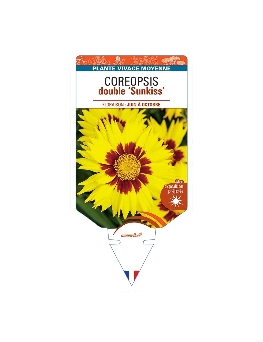 COREOPSIS double Sunkiss