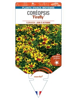 COREOPSIS Firefly