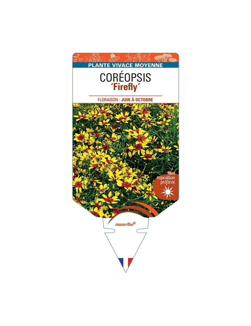 COREOPSIS Firefly