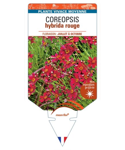 COREOPSIS hybrida (rouge)