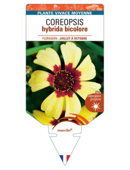 COREOPSIS hybrida bicolore