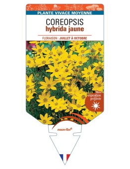 COREOPSIS hybrida jaune