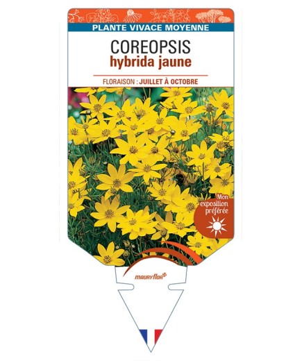 COREOPSIS hybrida jaune