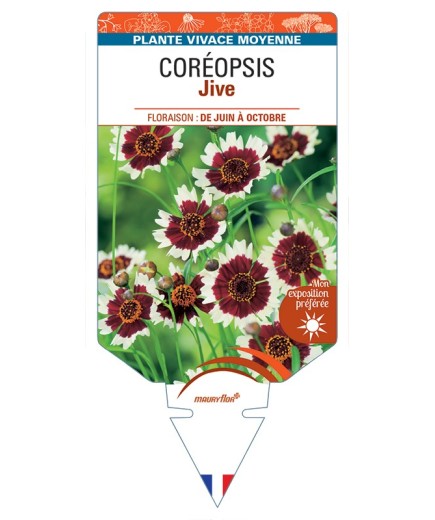 COREOPSIS Jive