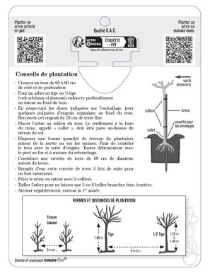 Cerisier ‘Bigarreau Cœur de Pigeon’