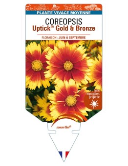 COREOPSIS Uptick® Gold & Bronze