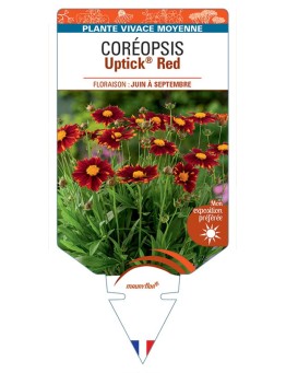CORÉOPSIS Uptick® Red