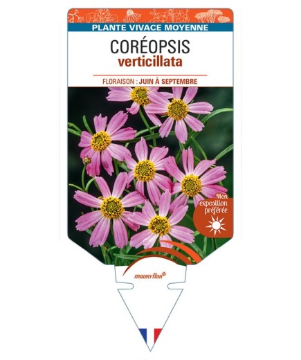 COREOPSIS VERTICILLATA (rose)