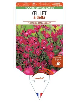 DIANTHUS deltoides voir ŒILLET A DELTA (rouge) *
