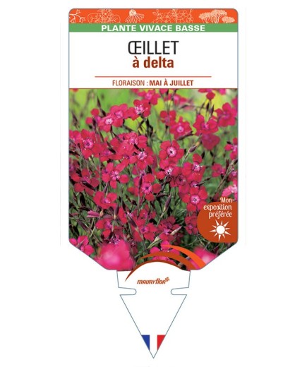DIANTHUS deltoides voir ŒILLET A DELTA (rouge) *