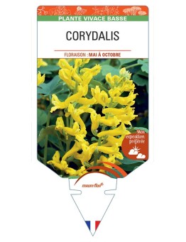 CORYDALIS (jaune)