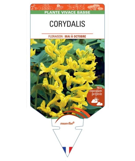 CORYDALIS (jaune)