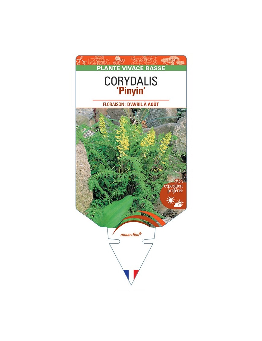 CORYDALIS Pinyin
