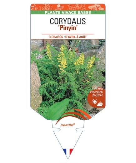CORYDALIS Pinyin