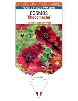 COSMOS Chocomacha