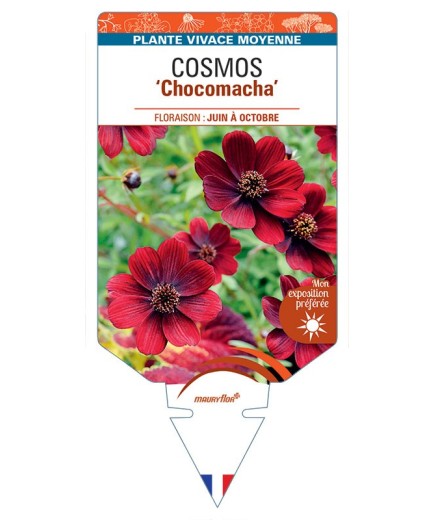 COSMOS Chocomacha