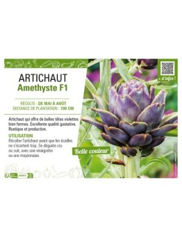 ARTICHAUT AMETHYSTE F1