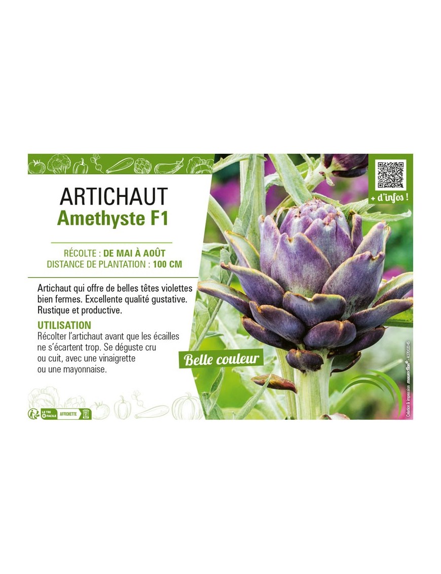 ARTICHAUT AMETHYSTE F1