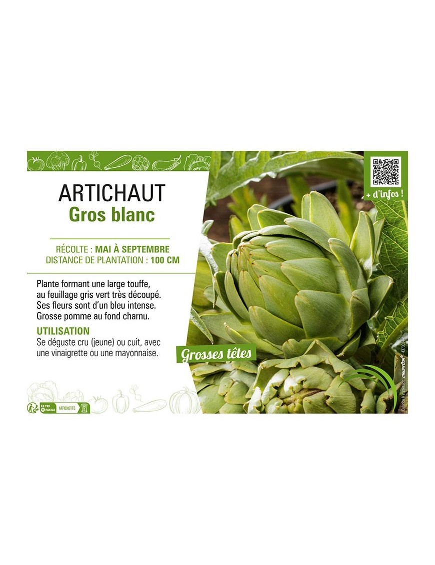 ARTICHAUT GROS BLANC