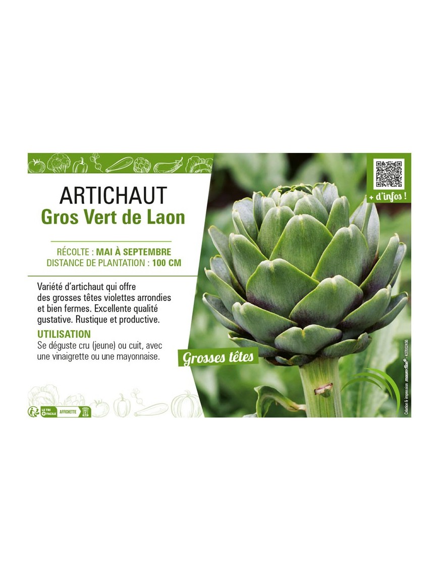 ARTICHAUT GROS VERT DE LAON
