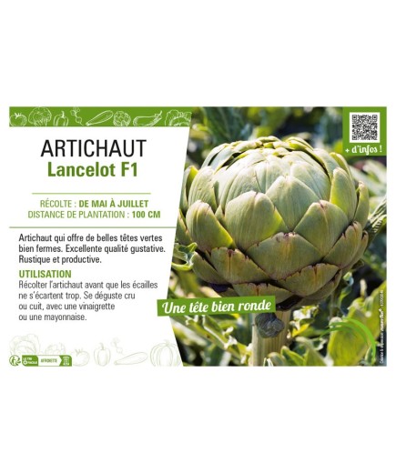 ARTICHAUT LANCELOT F1