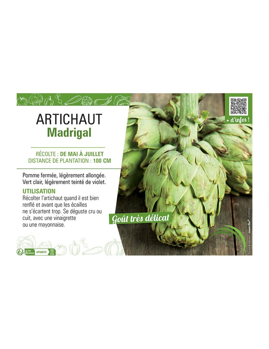 ARTICHAUT MADRIGAL
