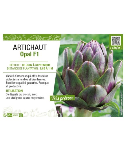 ARTICHAUT OPAL F1