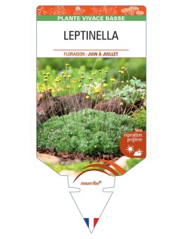 COTULA HISPIDA voir LEPTINELLA