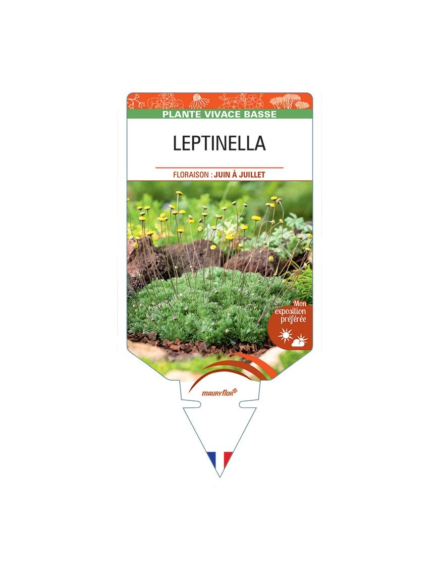 COTULA HISPIDA voir LEPTINELLA