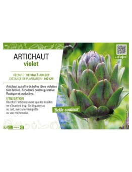 ARTICHAUT VIOLET
