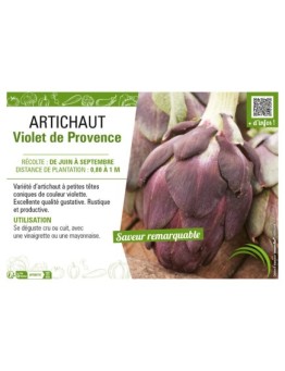 ARTICHAUT VIOLET DE PROVENCE