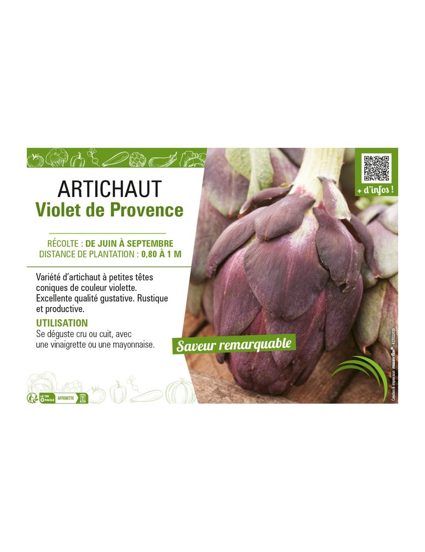 ARTICHAUT VIOLET DE PROVENCE