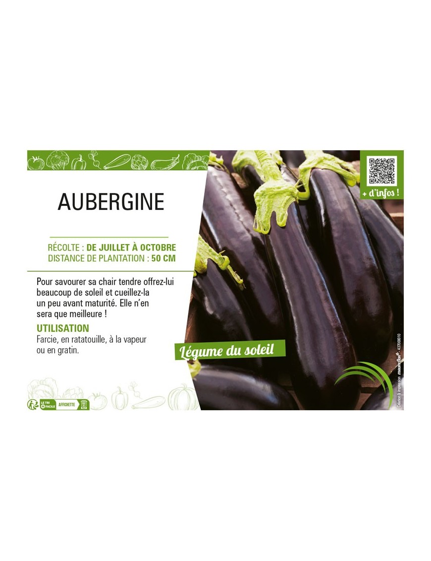 AUBERGINE (longue)