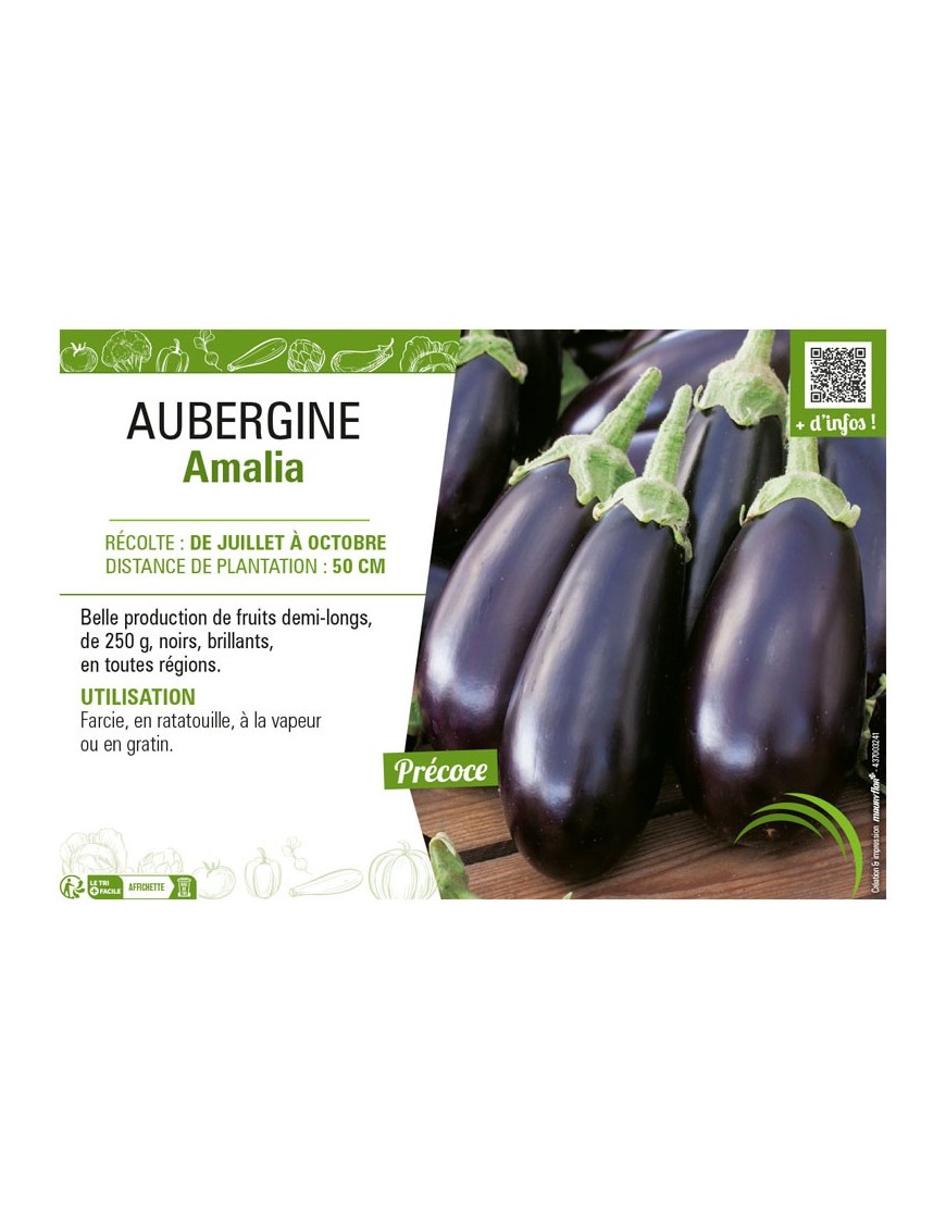 AUBERGINE AMALIA