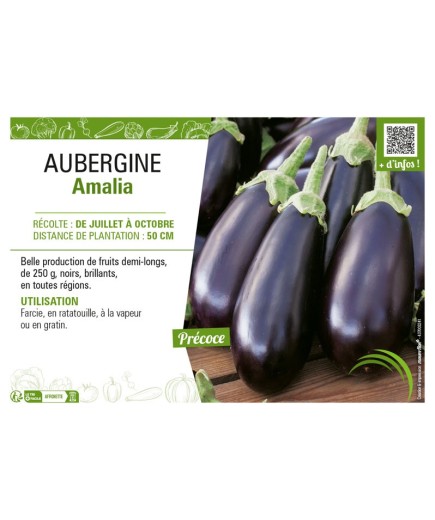 AUBERGINE AMALIA