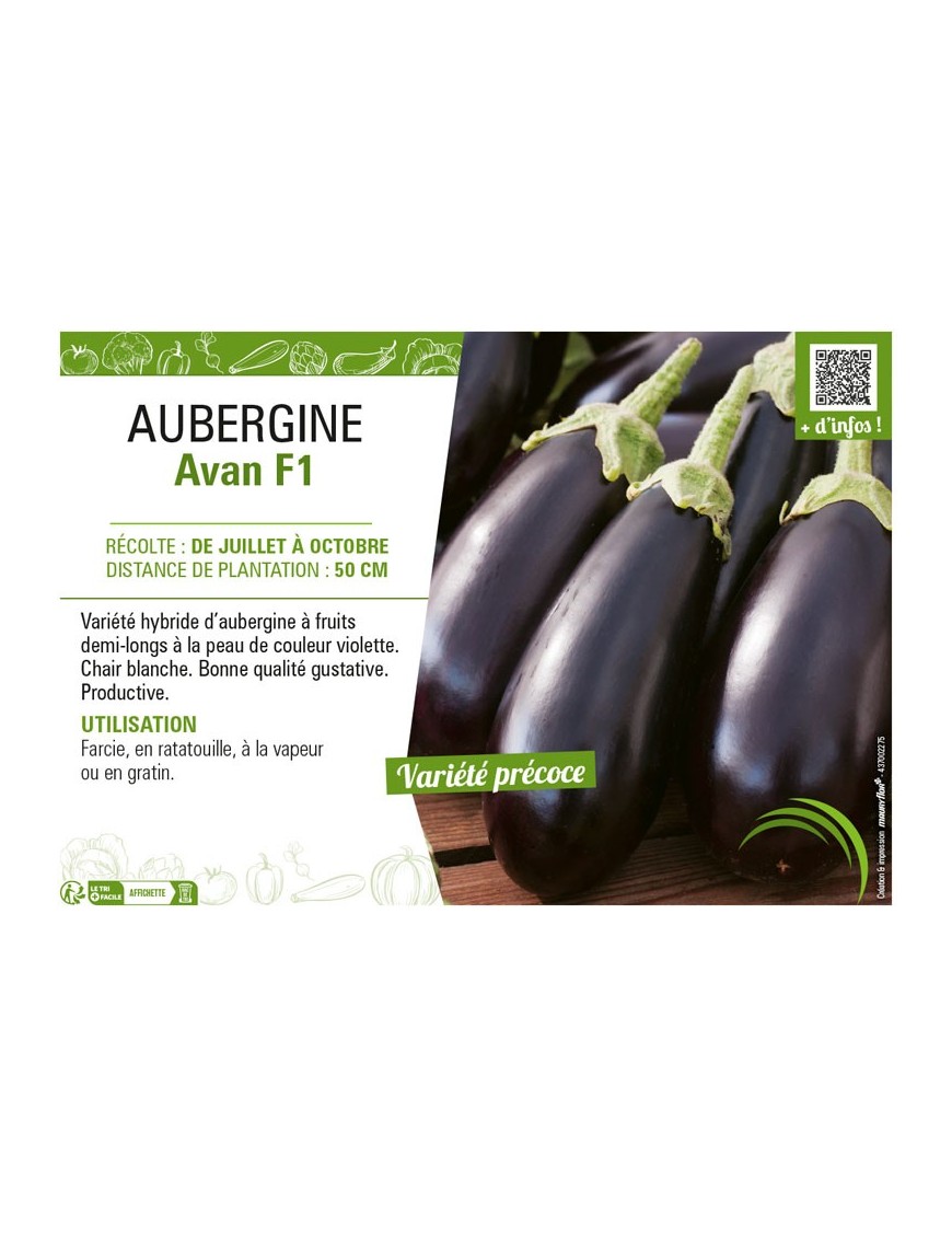 AUBERGINE AVAN F1
