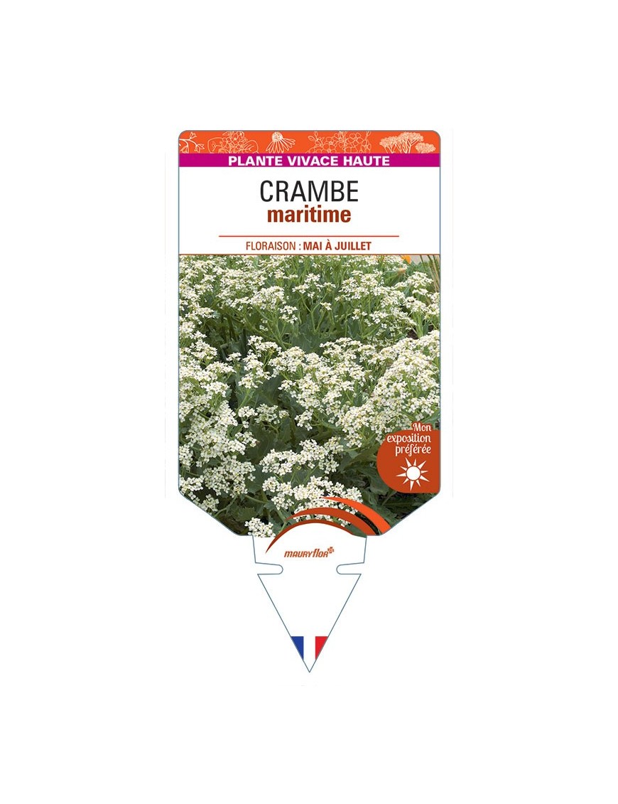 CRAMBE MARITIMA
