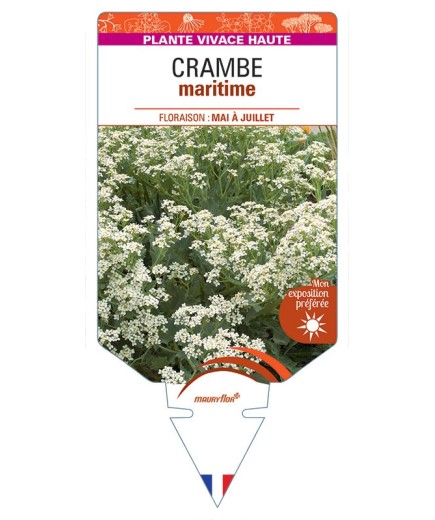 CRAMBE MARITIMA