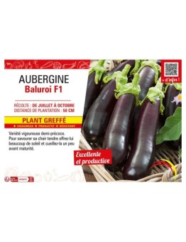 AUBERGINE BALUROI F1 Plant greffé