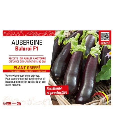 AUBERGINE BALUROI F1 Plant greffé