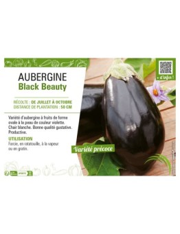 AUBERGINE BLACK BEAUTY