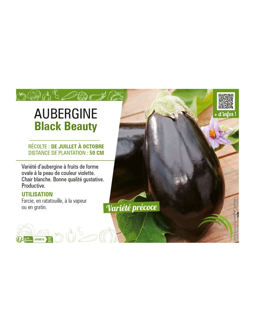 AUBERGINE BLACK BEAUTY