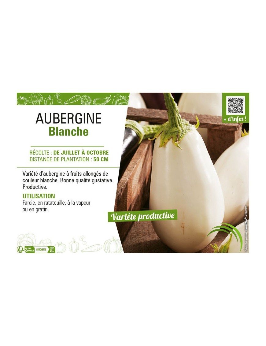 AUBERGINE BLANCHE