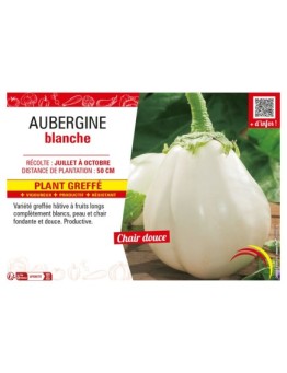 AUBERGINE BLANCHE Plant greffé